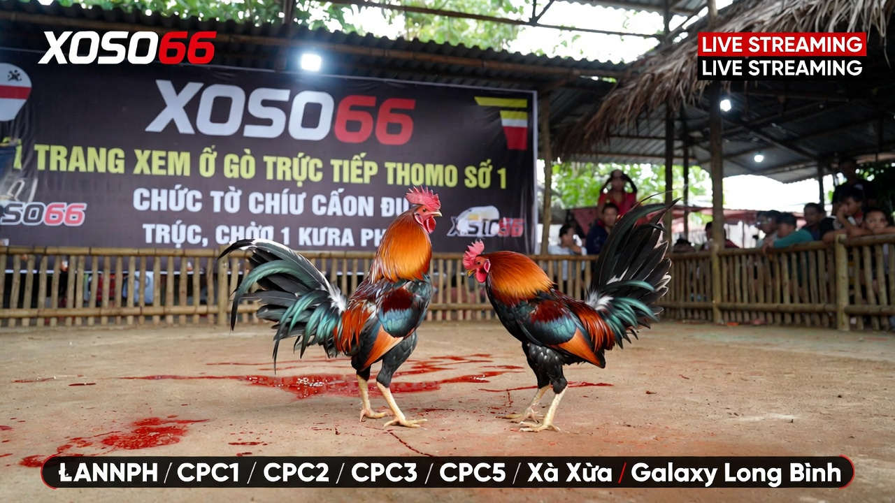 Luật chơi đá gà Thomo