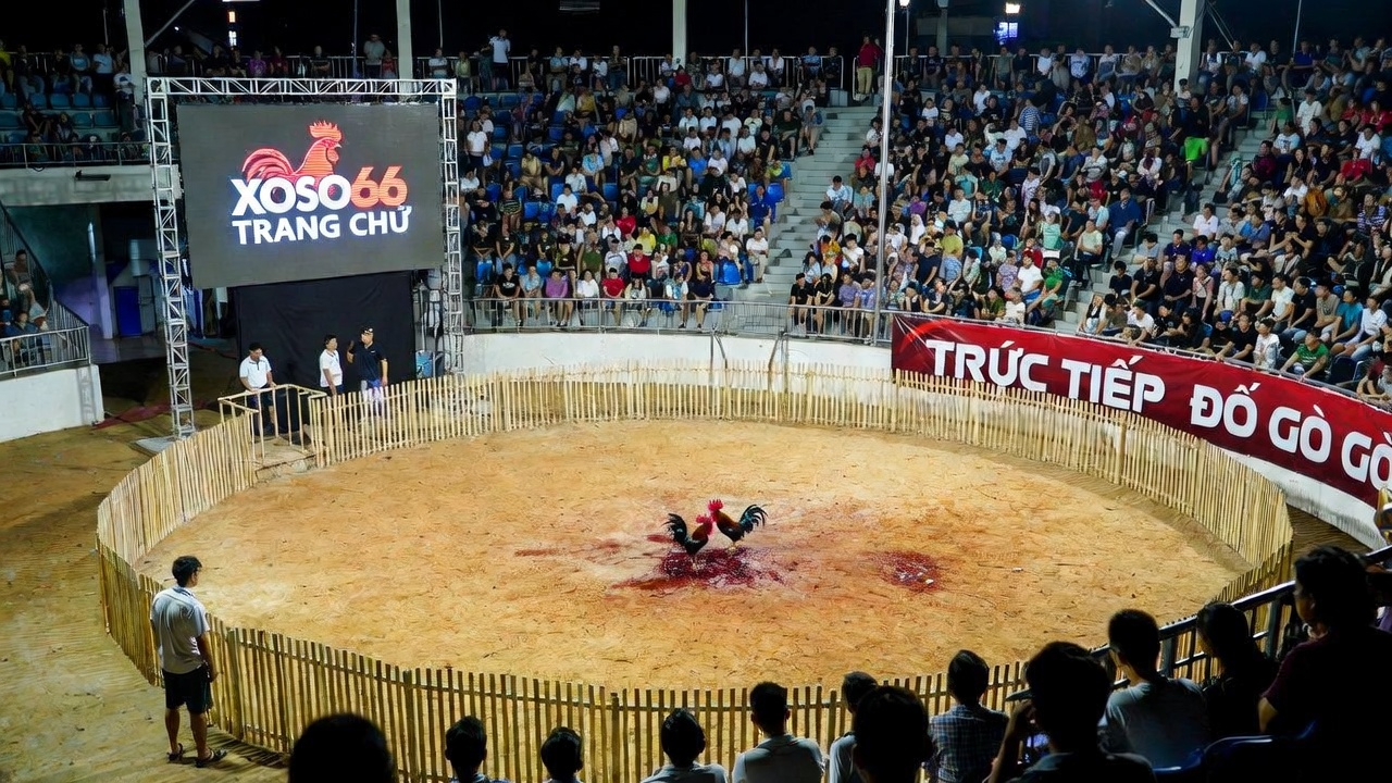 Gà đá chiến đấu